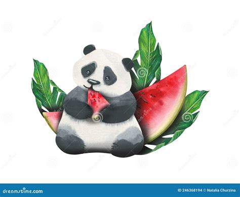 Watercolor Illustration Of A Panda Eating A Watermelon Against A