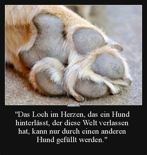 Das Loch im Herzen das ein Hund hinterlässt der diese Welt verlassen