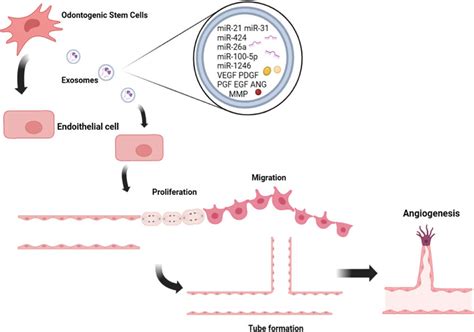 Angiogenesis Of Exosomes In Addition To Direct Differentiation Into