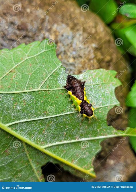 Caterpillars are the Larval Stage of Members of the Order Lepidoptera