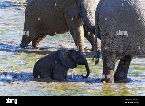 African Bush Elephants Loxodonta Africana Herd With An Elephant Baby