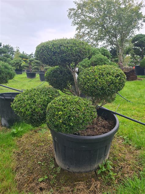 Ilex Crenata Compact Specimen Bonsai Caragh Nurseries