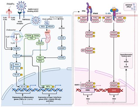 Ijms Free Full Text Post Acute Sequelae And Mitochondrial