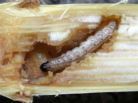 Corn Crops In Nova Scotia Under Attack From European Pest Cbc News