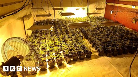 Oldham Arrest After £1 2m Cannabis Farm Found Bbc News