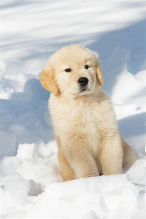 Golden Retriever Puppies Playing In Snow