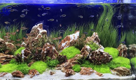 What Is Aquascaping