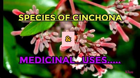 Species Of Cinchona And It S Medicinal Uses Plant Cinchona