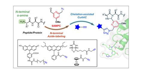 Site Specific Modification Of Proteins Through N Terminal Azide