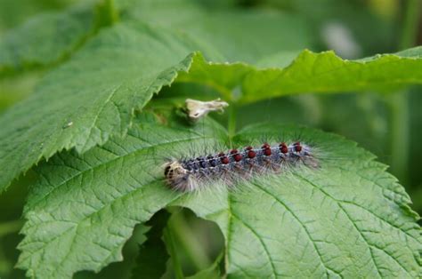 The Rise and Fall of the Spongy Moth - Toronto and Region Conservation ...