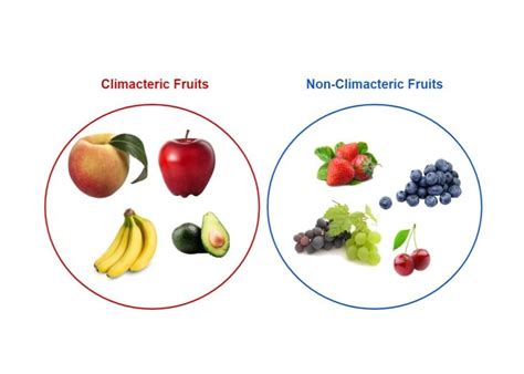 Ethylene and the Regulation of Fruit Ripening | University of Maryland Extension