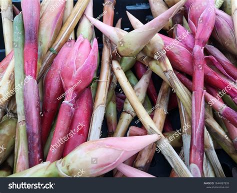 Ginger Flower Bunga Kantan Known Malay Stock Photo 1844087839