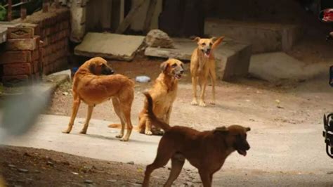 करोड़पति हैं गुजरात के इस गांव के कुत्तेअलग बर्तन में खाते हैं खाना