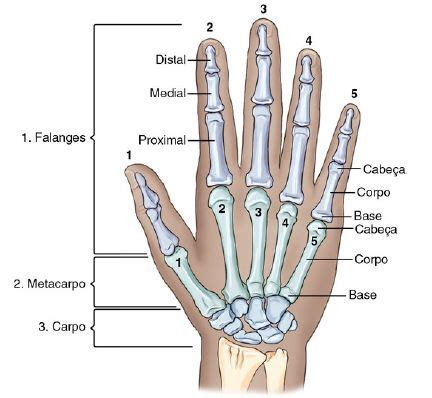Ossos da mão e punho – Carpos, metacarpos e falanges | Mão anatomia ...