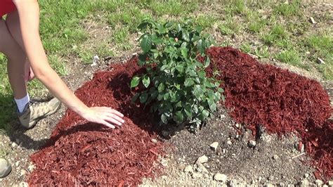 Best Mulch For Rose Gardens Fasci Garden