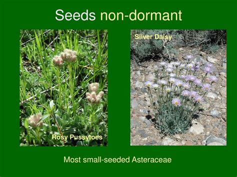 Strategies For Seed Propagation Of Native Forbs Ppt Download