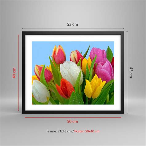 Obraz Plakat Kwiatowa T Cza W Kroplach Rosy X Cm Tulipany