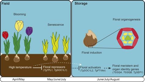 designing tulips   warmer world plantae