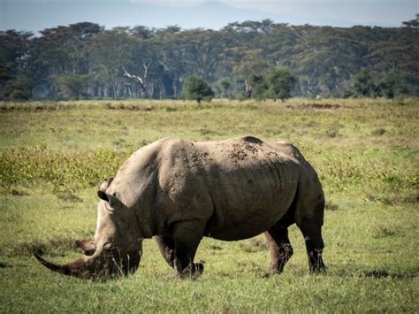 Lake Nakuru National Park Day Tour » Rustic Nature Tours