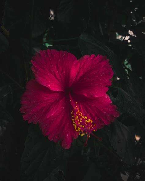 Hibisco Flor Naturaleza Foto Gratis En Pixabay Pixabay