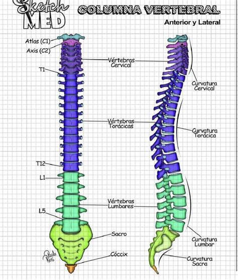 Pin De Bella En Anatomy Anatom A M Dica Anatomia Humana Huesos