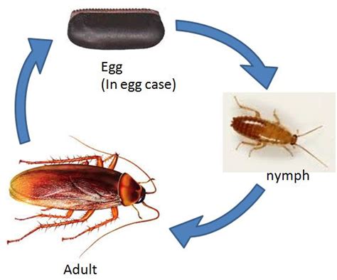 Cockroach Life Cycle Diagram