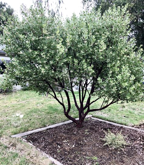 Tips To Succeeding With Manzanita In Portland Residential Landscapes