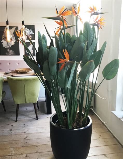 Strelitzia Reginae Plant World London