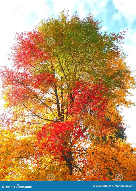 Colours of Autumn Fall - Beautiful Black Tupelo Tree in Front of Blue
