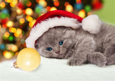 Very cute Christmas animals and a competition - Alamy Blog