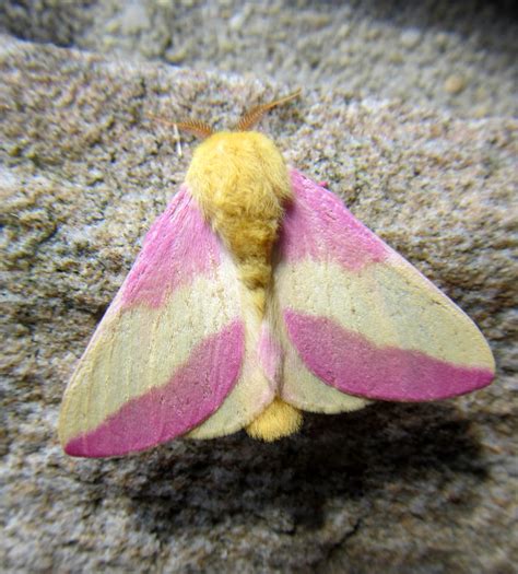 Rosy Maple Moth Dryocampa Rubicunda New Germany State Par Flickr