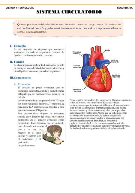 Sistema Circulatorio Ficha Reyna Nayely Rimarache Meza UDocz