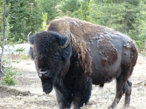 Finding Bison in Yellowstone - The Good, The Bad and the RV