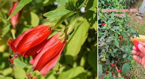 ¿cómo Se Llama La Flor Roja Que De Niños Comíamos Por Su Dulce Sabor