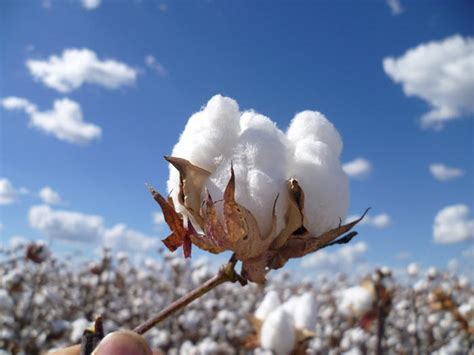 Cotton ready for harvest | AgVista Australia Agronomy Consulting