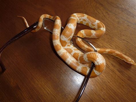 Corn Snake Handling & Body Language Tips | ReptiFiles