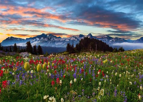 flowers, Sky, Sunset, Prairie, Clouds, Park Wallpapers HD / Desktop and ...