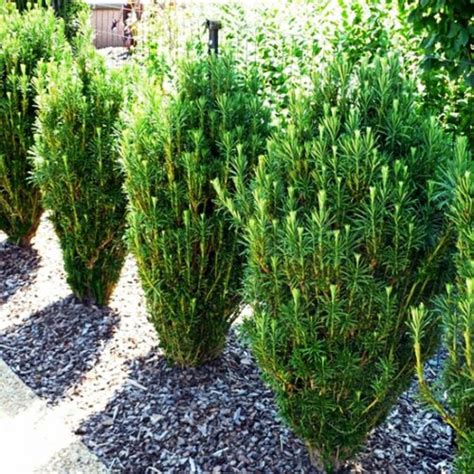 Upright Japanese Plum Yew Low Cost Garden Japanese Plum Plants