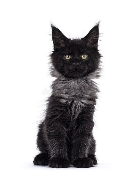 Black Smoke Maine Coon Kitten On White Background Stock Photo Image