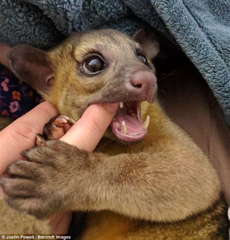 Kinkajou From South America Makes Couples Unlikely Pet Daily Mail Online