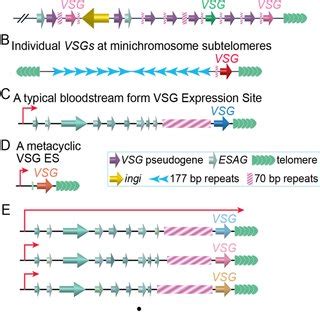 Representative VSG Loci In T Brucei A A VSG Gene Array B A