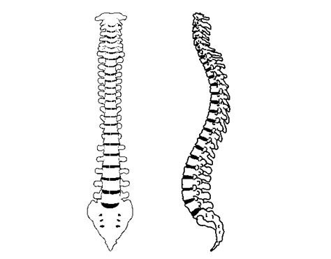 Dibujo De Columna Vertebral Para Colorear Dibujos Net