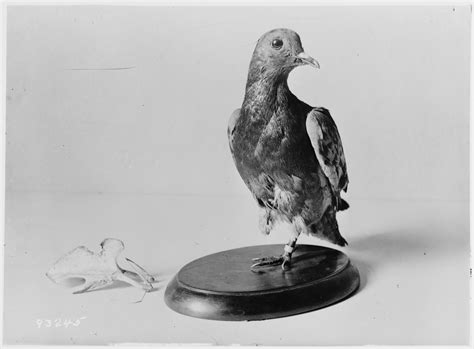 Unsung heroes of World War I: the carrier pigeons – Pieces of History