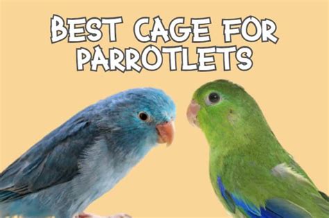 Best Cage For Parrotlets - Parrot Website