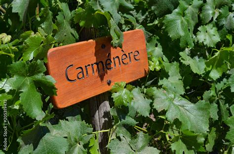 Dec 20 2015 Santiago Chile Grape Varietals Growing In The Concha Y