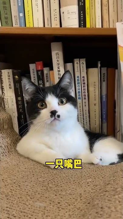 【不要胡子啊】猫：这辈子没这么无语过 Youtube