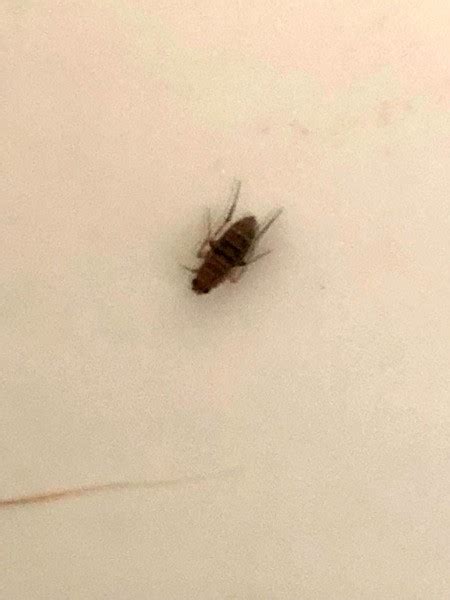 What Are These Tiny Little Flying Bugs In My House | Psoriasisguru.com