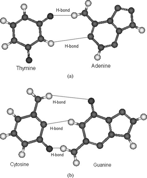 -Complementary base pairing in nucleic acids of DNA: (a) adenine (A ...