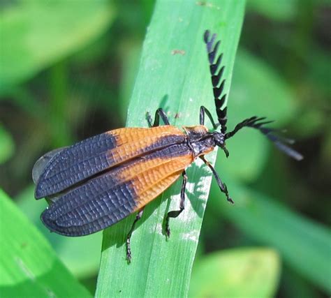 Net Winged Beetle Caenia Dimidiata Bugguidenet