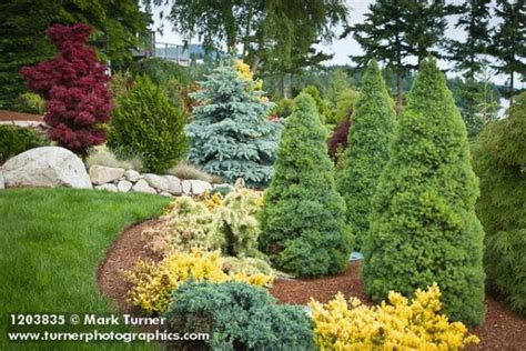 Dwarf And Slow Growing Conifers Conifers Garden Evergreen Landscape Backyard Landscaping